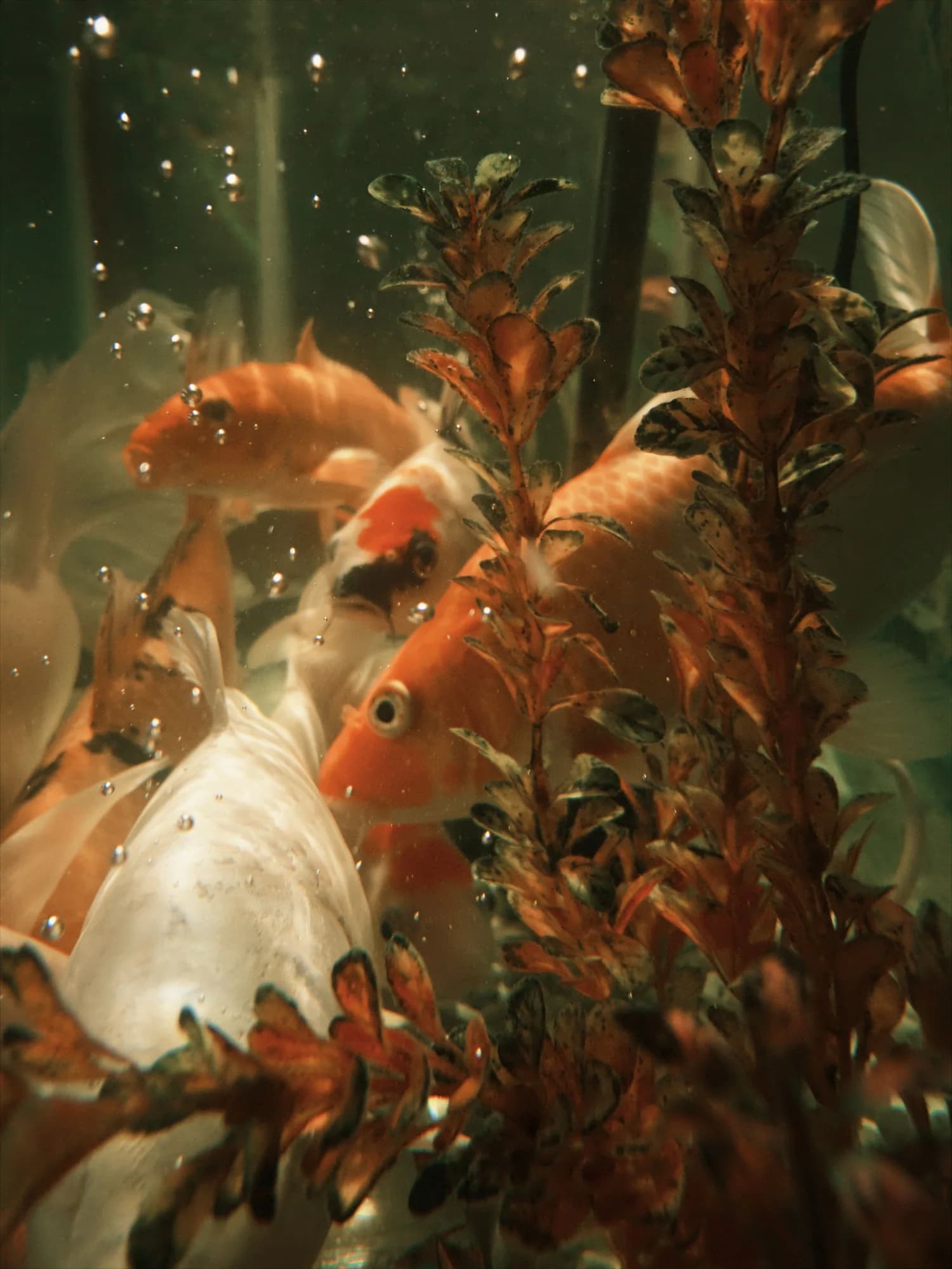 Acuario plantado de agua dulce